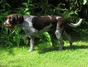 Kanervakaarron Ailigas