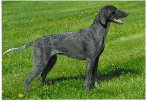 Könkäänvaaran Cum'ma