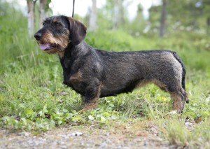 Könkäänvaaran Parkki-Birkko